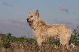 BOUVIER DES ARDENNES 206